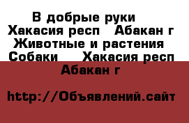 В добрые руки  - Хакасия респ., Абакан г. Животные и растения » Собаки   . Хакасия респ.,Абакан г.